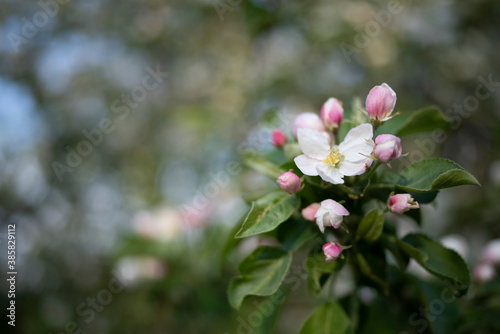 Beautiful spring apple blossom with the blurred background. Recovery concept. Global warming effect. Early spring. Healthy plant.