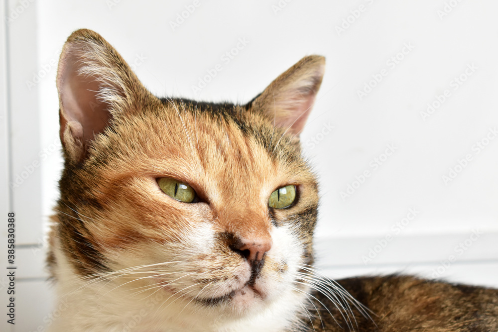 Calico cat or Tortoiseshell cat sitting in front of the door. Closeup cat face. Copy space is on the right side. Selective focus. Calico cat or Tortoiseshell cat sitting in front of the door. Closeup cat face. Copy space is on the right side. Selective focus.