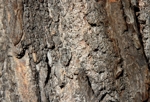 texture of bark © Natalija