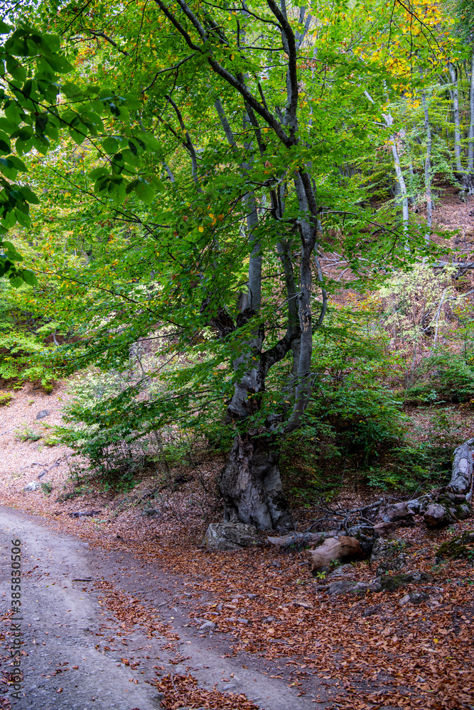 old centuries-old beech forest in early autumn old centuries-old beech forest in early autumn