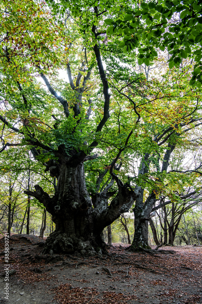 Obraz premium old centuries-old beech forest in early autumn