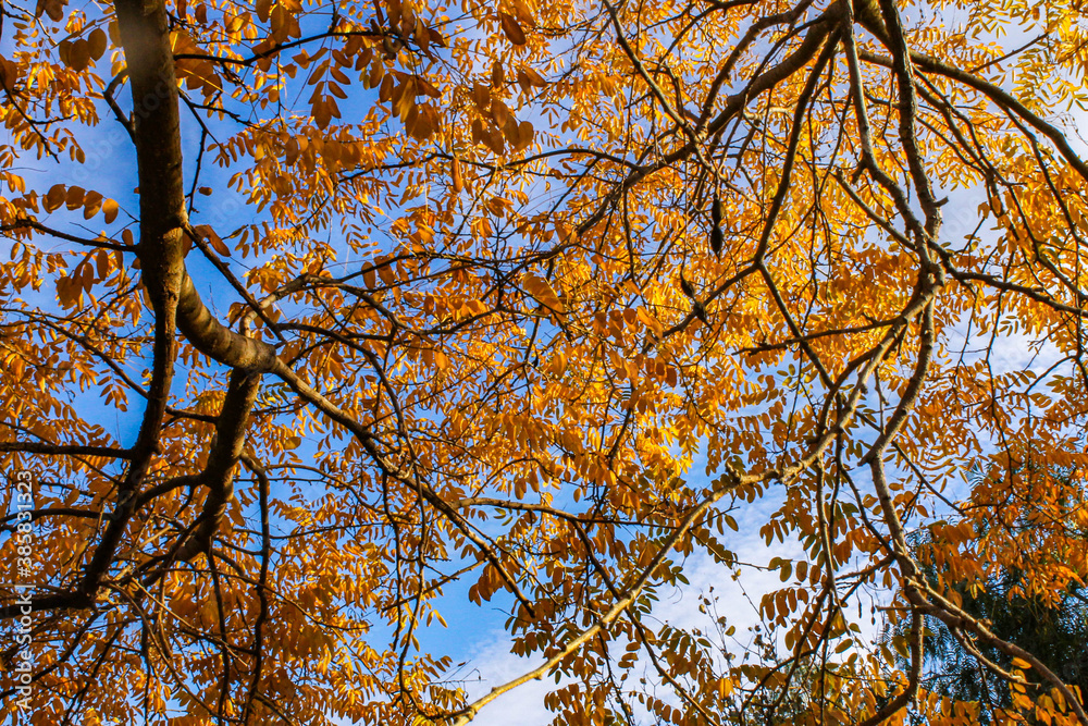 Autumn leaves against blue sky