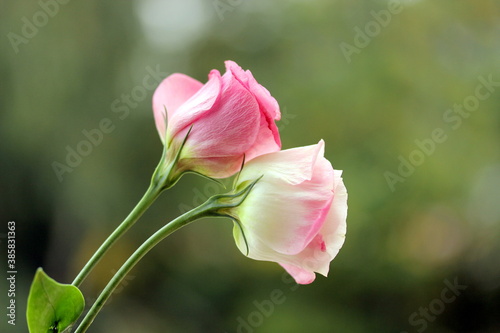 pink roses on green background