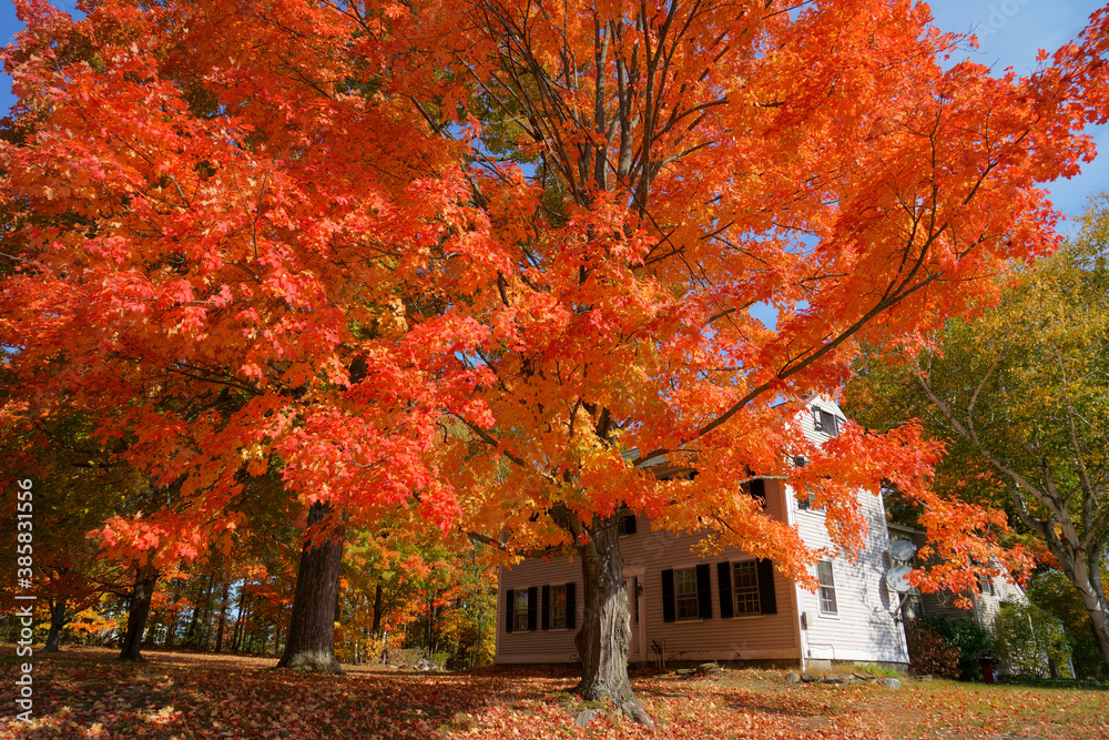 red autumn trees in front yard in residential area red autumn trees in front yard in residential area