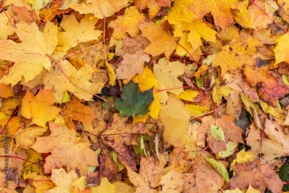 One green leaf among orange yellow maple leaves background. Creative autumn background of fallen orange leaves in the forest. Seasonal concept. Orange maple leaf fall on ground in autumn in Latvia.