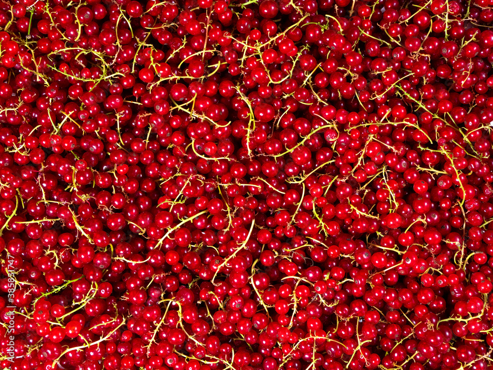 Fototapeta premium Red currants plucked from a bush and piled in a heap