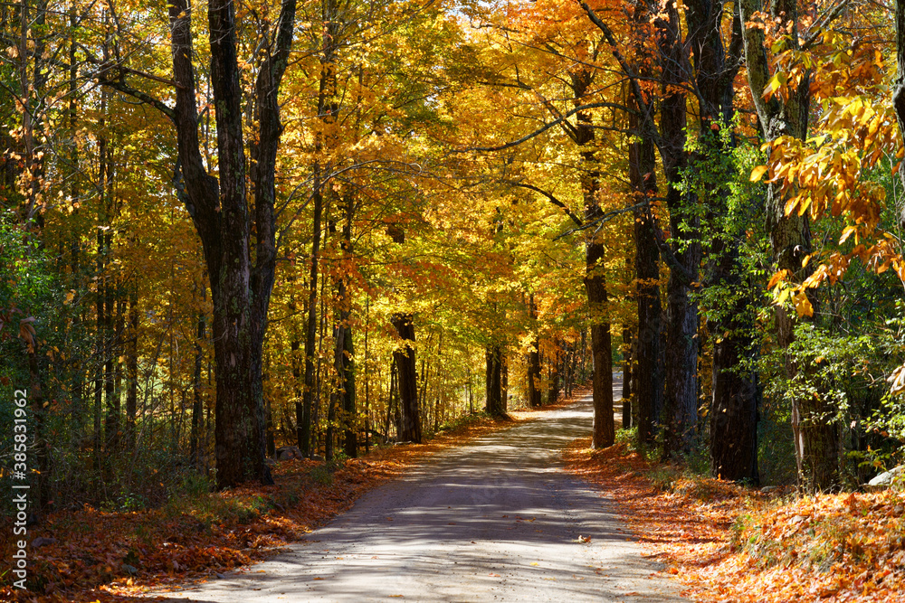 Landscape of yellow trees along sides of country road