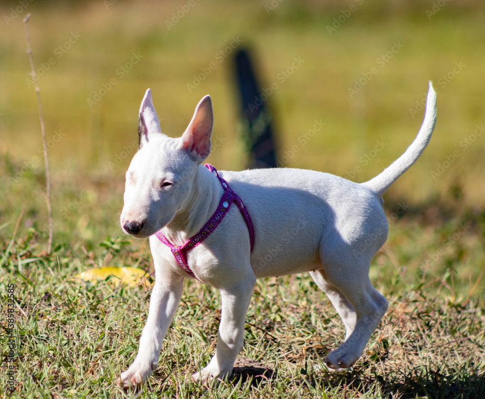 jack russell terrier puppy