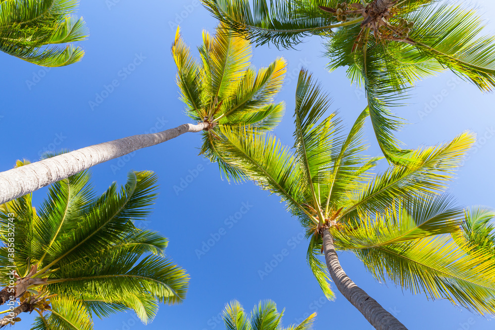Palm trees are under blue sky, natural background