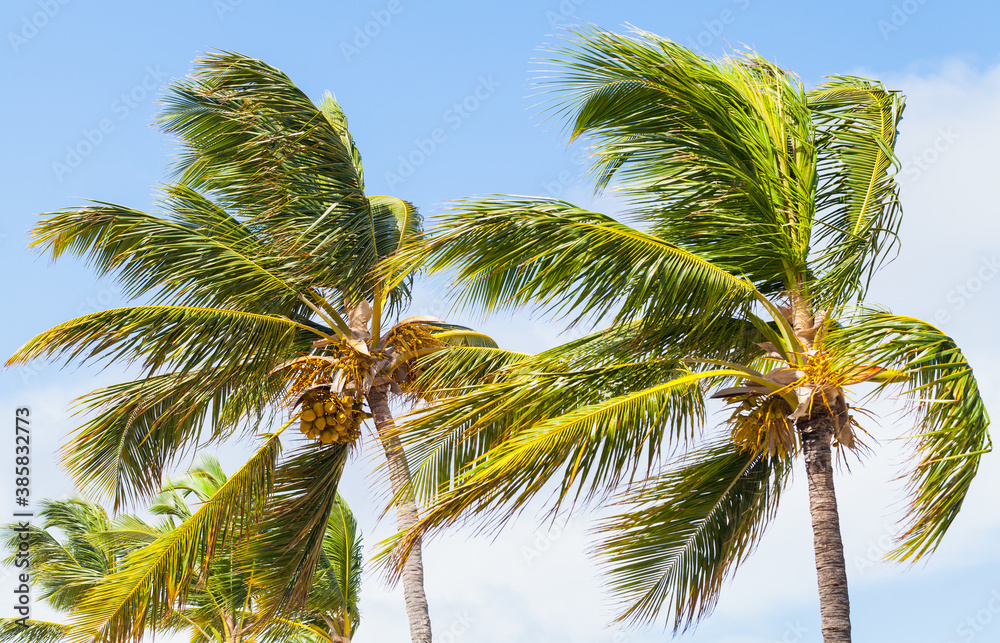 Palm trees waving on strong wind