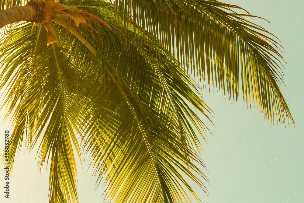 Coconut palm tree leaves over bright sky background