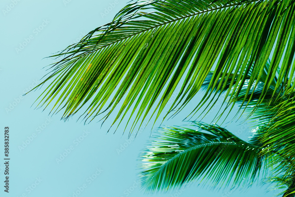 Palm tree leaves over blue sky background Palm tree leaves over blue sky background