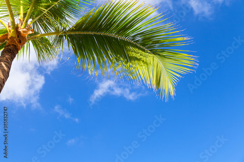 Coconut palm tree leaf is under blue cloudy sky