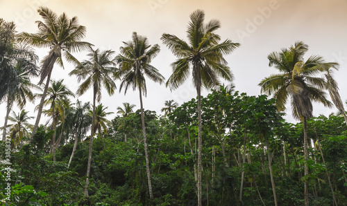 Palm trees, natural tropical forest background