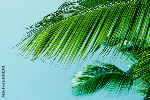 Palm tree leaves over blue sky background © evannovostro