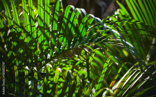 Bright green palm leaves over dark jungle background