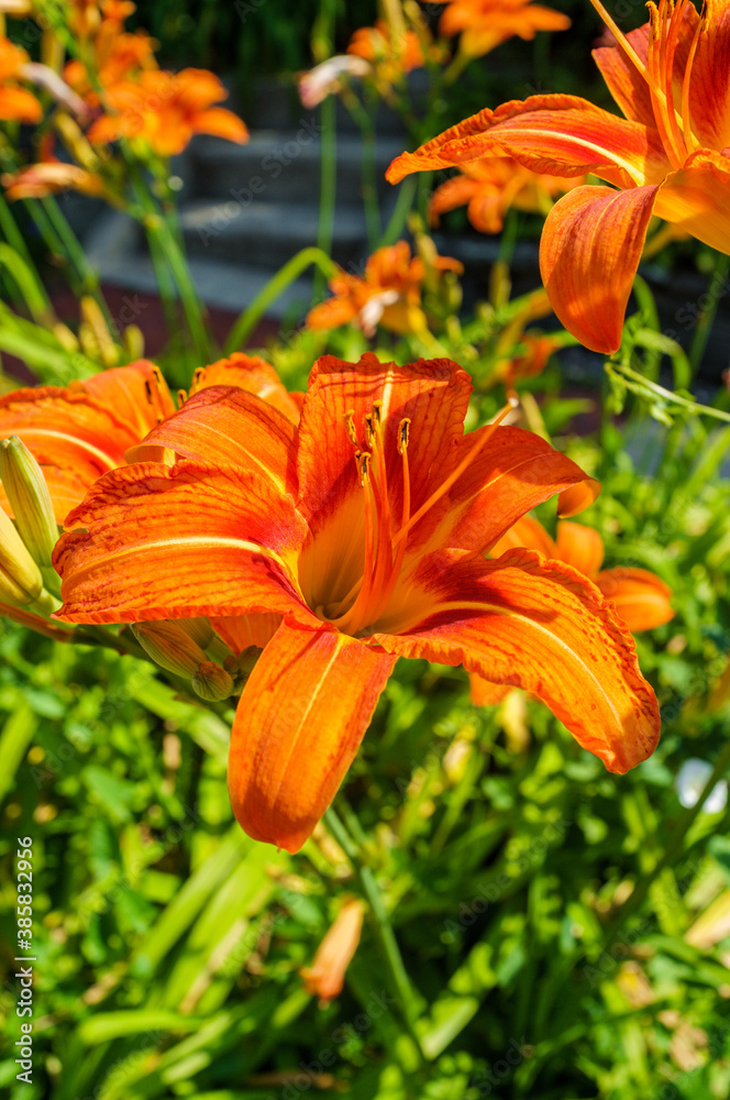 Summer Orange Daylily Flowers