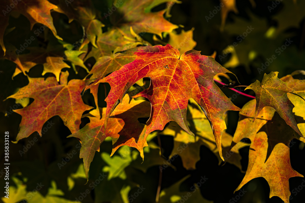 Fototapeta premium Canadian forest multicolour autumn leaves