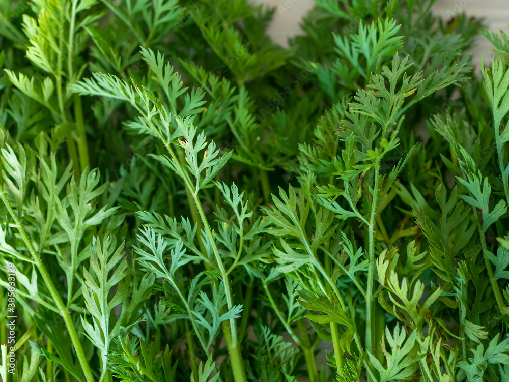 Green tops of carrots. Carrot tail, vegan food Green tops of carrots. Carrot tail, vegan food