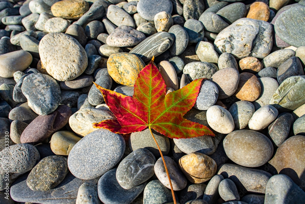 Beautiful fallen maple leaf on gray stones. Abstraction, background. Fall season Beautiful fallen maple leaf on gray stones. Abstraction, background. Fall season