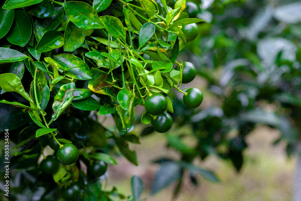 Lots of unripe Citrus japonica (Kumquat) fruit on green leaf background in garden. Lots of unripe Citrus japonica (Kumquat) fruit on green leaf background in garden.