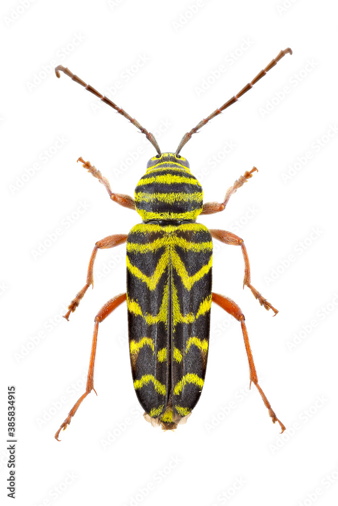 Top view of a locust borer from my insect collection Top view of a locust borer from my insect collection