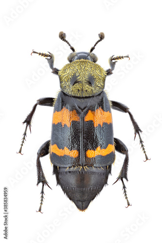 Tomentose burying beetle isolated on a white background