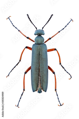 Top view of a Blister Beetle on white background