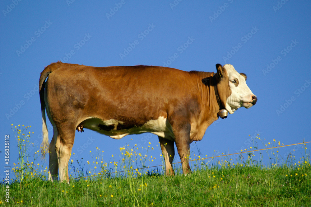 A brown cow from the side in front of a blue sky
A brown cow from the side in front of a blue sky