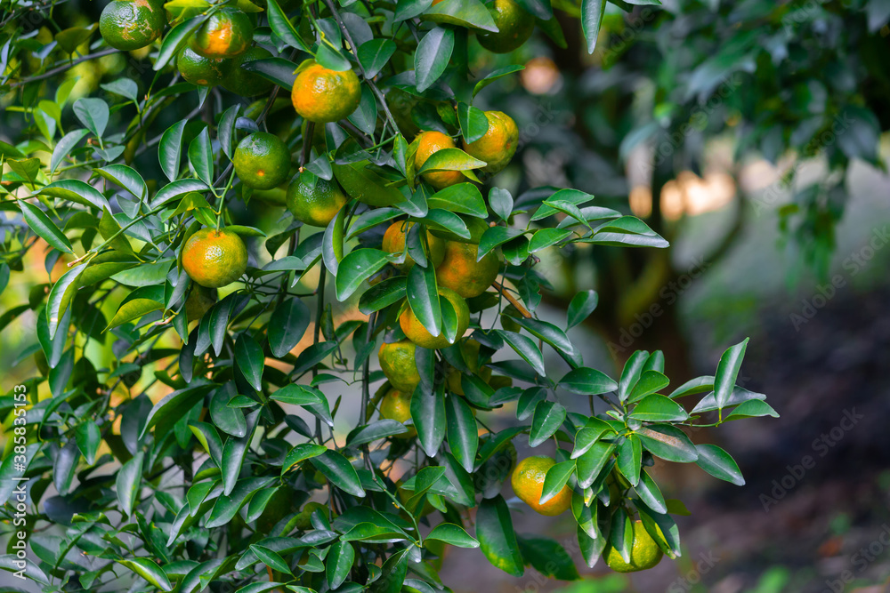 Numerous half-ripe citrus fruits (tangerines) hanging on the trees in the sunlight. Numerous half-ripe citrus fruits (tangerines) hanging on the trees in the sunlight.
