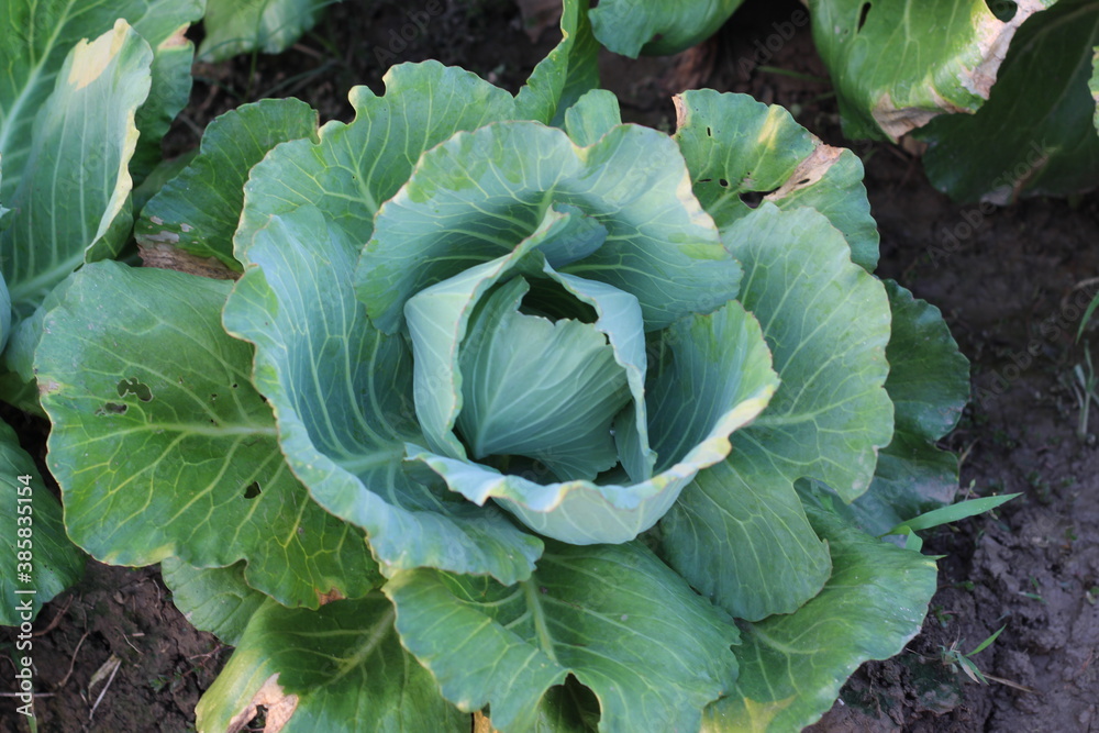 Fresh cabbage from farm field. View of green cabbages plants. Vegetarian food concept.Fresh green cabbage maturing heads growing in vegetable farm.