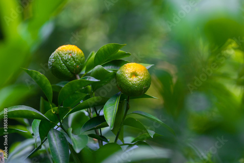 Half ripe citrus fruit (Tangerine) hanging on the tree. photo