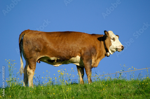 A brown cow from the side in front of a blue sky