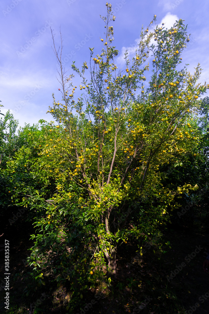 Organic tangerine citrus fruit tree under the sunny sky. Organic tangerine citrus fruit tree under the sunny sky.