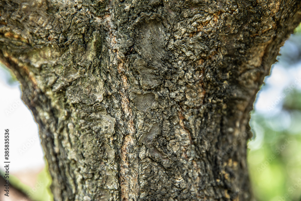 Wooden texture. tree bark. wood. summer. Wooden texture. tree bark. wood. summer.
