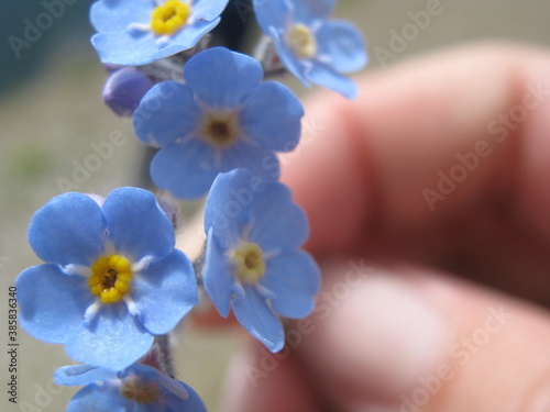 flower in a hand