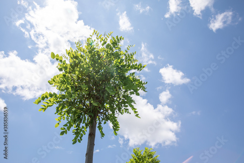 blue sky. white clouds. green leaves and tree branches