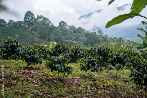 Billede på lærred Kaffeebäume auf einer Kaffeefarm