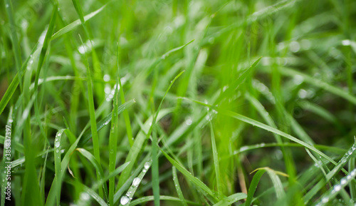 Close up dew on the grass. After rain 