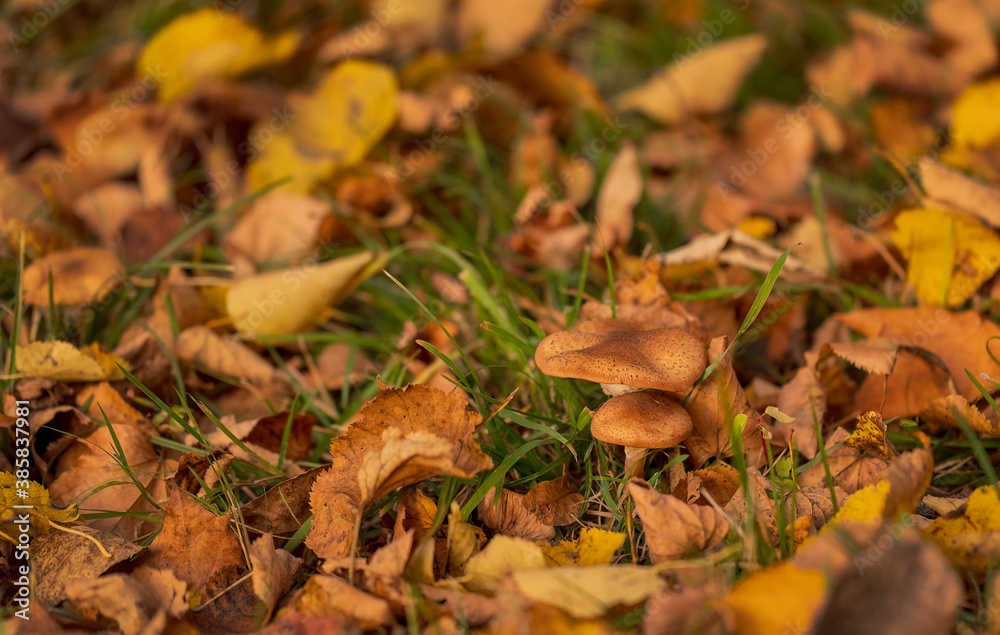 Mushrooms in a meadow with fallen yellow leaves. Honey mushrooms. Autumn concept. Copy space. Mushrooms in a meadow with fallen yellow leaves. Honey mushrooms. Autumn concept. Copy space.