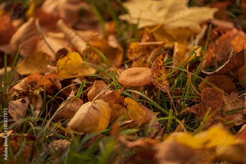 Mushrooms in a meadow with fallen yellow leaves. Honey mushrooms. Autumn concept. Copy space.
