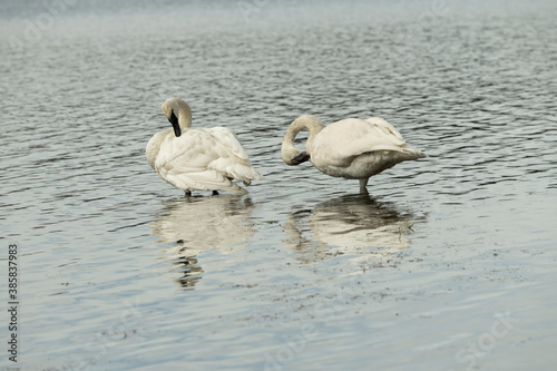 Trumpeter swans (Cygnus buccinator) preening;  Yellowstone NP;  Wyoming photo