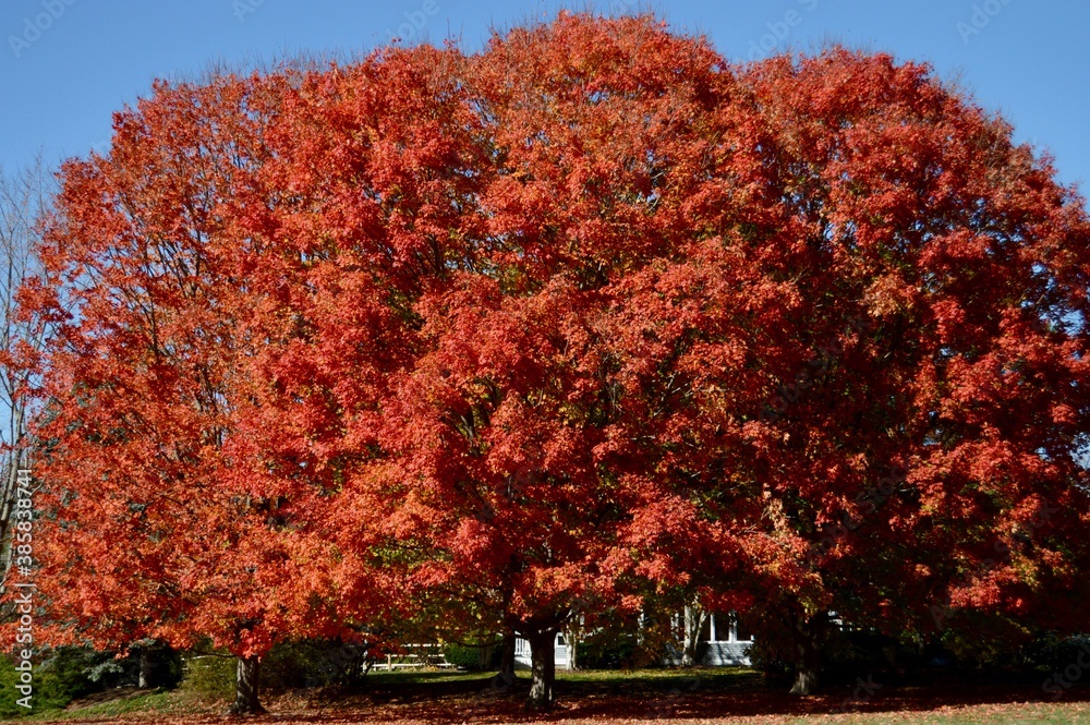 Naklejka premium fall foliage group of large trees over house