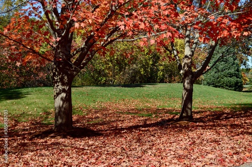two trees in autumn background