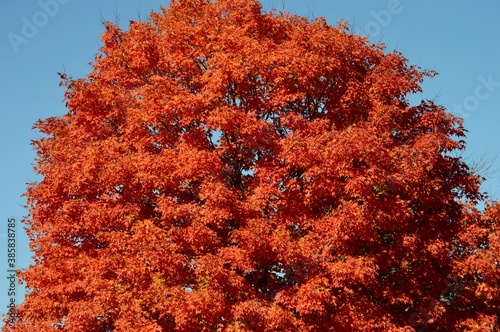 red maple tree