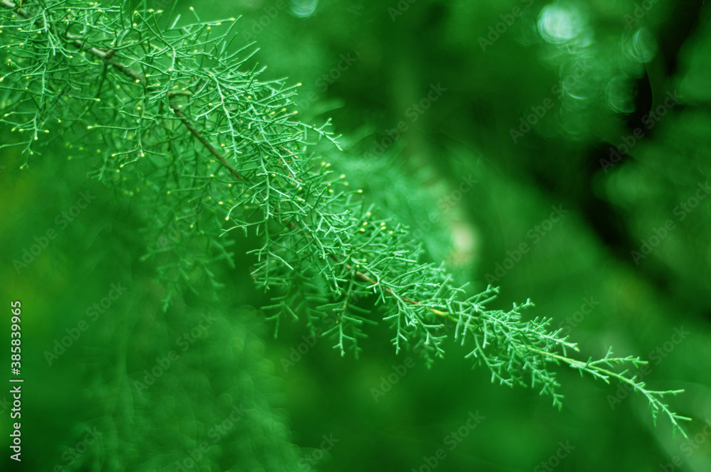 Closeup of juniper tree branches. Blur Closeup of juniper tree branches. Blur