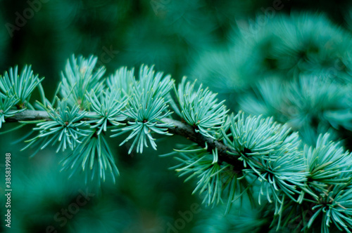 Green pine branches coniferous needles background closeup..Blur