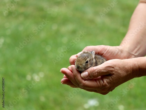 baby rabbit in human hands.  reiki healing for animals
