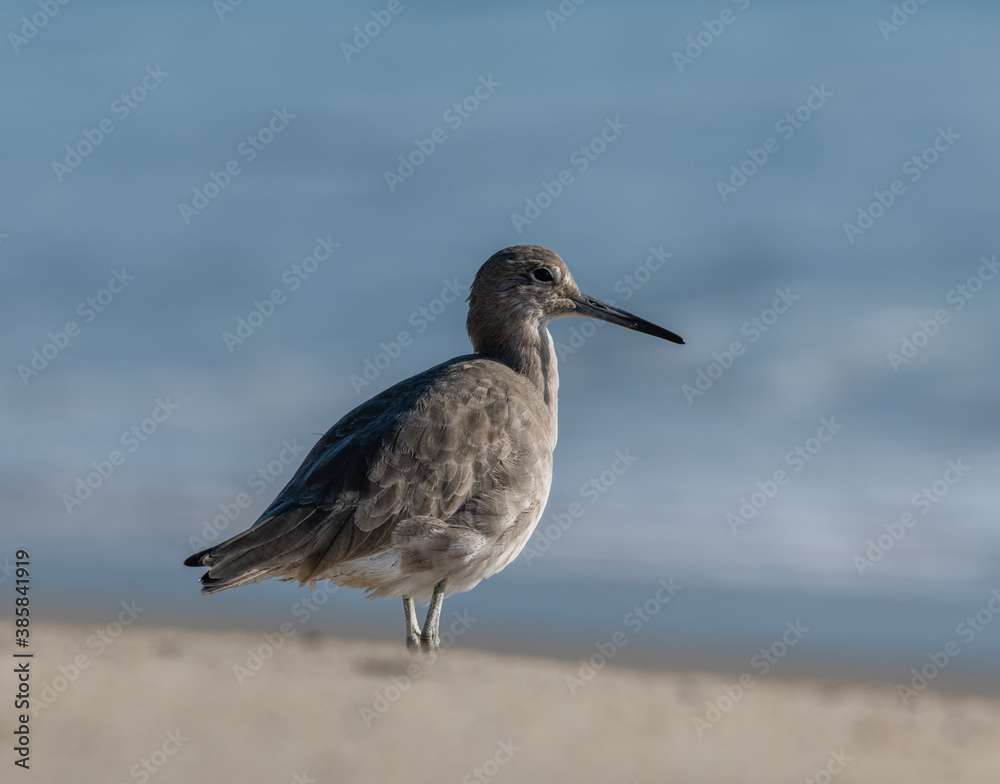 Portrait of a sandpiper bird at the Pacific shore near Point Mugu, Southern California Portrait of a sandpiper bird at the Pacific shore near Point Mugu, Southern California