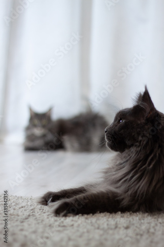 Two gray maine-coon cats on a floor. Empty space on background